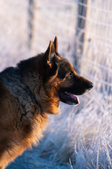 portrait of a german shepherd dog