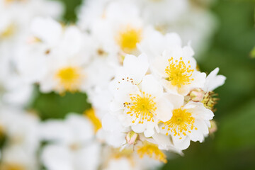 Obraz premium バラ rosa multiflora