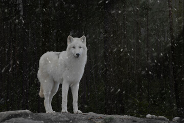 Obraz premium Wolf im Wald mit Schneeflocken