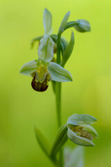 Orchid Ophrys apifera in close up with green bokeh