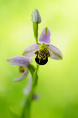 Orchid Ophrys apifera in close up with green bokeh