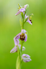 Orchid Ophrys apifera in close up with green bokeh