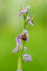 Naklejka na ściany i meble Orchid Ophrys apifera in close up with green bokeh