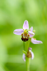 Orchid Ophrys apifera in close up with green bokeh