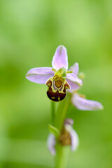 Orchid Ophrys apifera in close up with green bokeh