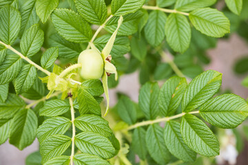 バラ sir thomas lipton