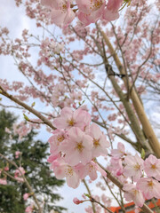 Pink cherry blossoms in spring