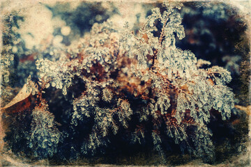 Fototapeta premium Plant covered in frozen rain. Winter landscape.
