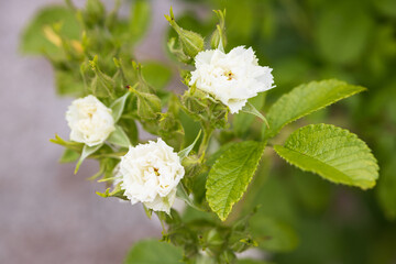 バラ white grootendorst