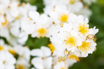 バラ rosa multiflora