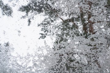Looking outside through a skylight in winter. There are pine branches and a gray sky. Wet snow and drops of water lie on the glass. Background. Texture.