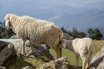 Fototapeta premium sheep on the mountain