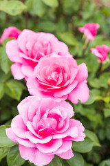 バラ　アースソング