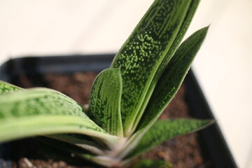 Gasteria batesiana Little Warty