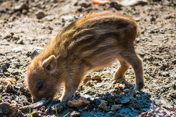 Little boar looking for food