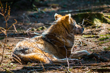 tired wolf in the forest