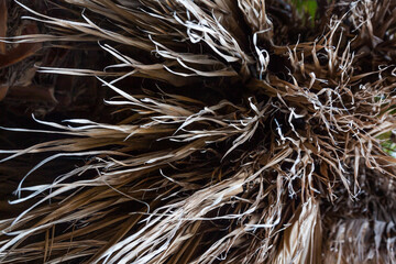 Dry edges of palm tree leaves, bottom view.