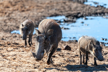 Closeup of a group of Common Warthogs - Phacochoerus africanus- near a waterhole of Etosha. Etosha National Park, Namibia.