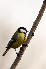 great spotted woodpecker