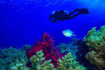 Obraz premium coral reef background, underwater marine life ecosystem ocean sea