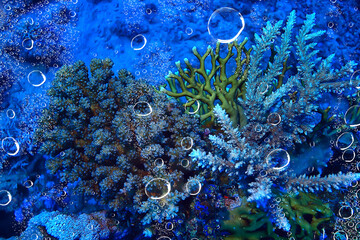 tropical sea underwater background diving ocean