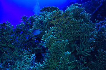tropical sea underwater background diving ocean