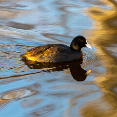 duck in the water