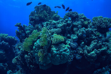 tropical sea underwater background diving ocean