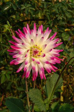 Bicolor double dahlia of the 'Hayley Jane' variety (Cactus  type) in the garden. White dahlia with deep pink tips