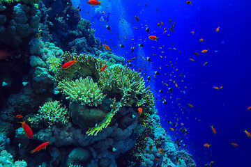 koraalrif achtergrond, onderwater zeeleven ecosysteem oceaan zee