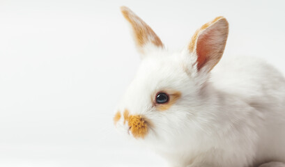 beautiful rabbit on a white background