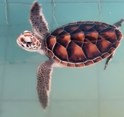 Sea turtle conservation 