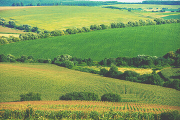 Obraz premium View of countryside in summer. View of cultivated fields on the hills
