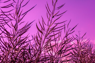 Rapeseed field. Dry Rapeseed plants against purple sky. Bottom view