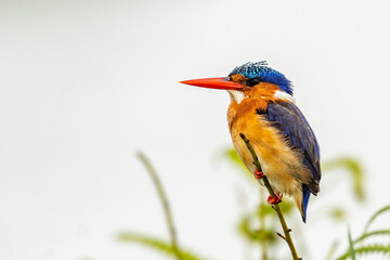 Malachite kingfisher (Corythornis cristatus) perching on stem of papyrus and looking for fish in Mabamba swamp, Uganda, Africa