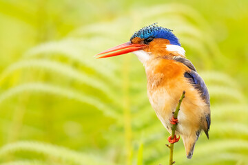Malachite kingfisher (Corythornis cristatus) perching on stem of papyrus and looking for fish in...