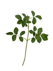 Green rose leaves isolated on a white background