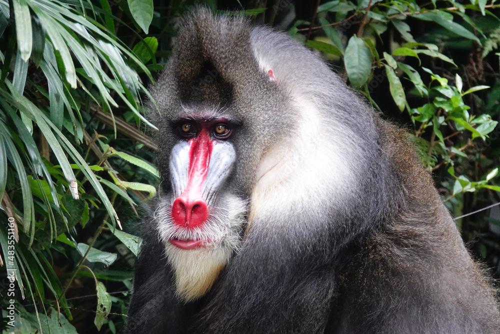 Poster A closeup of a Mandrill in a zoo under the sunlight with a blurry background