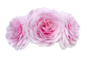 Pink rose flowers arrangement isolated on white background
