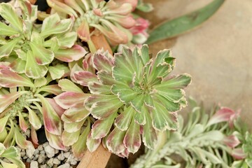 Euphorbia Ritchiei in A Small Tropical Garden