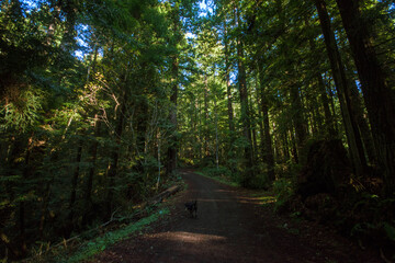 Obraz premium Redwood Park, Arcata, CA. 
