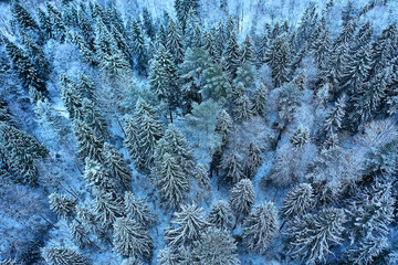 Fototapeta na wymiar trees forest frost top view background, abstract drone view nature seasonal winter spruce