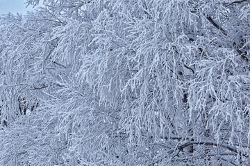 branches covered with frost background abstract winter december view