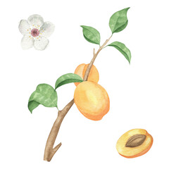 Watercolor ripe apricot. Hand drawn illustration for print and design.