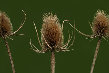 teasels