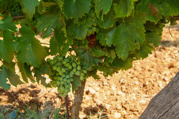 Viñedos integrados en la D.O. Rueda. Se encuentra en La Seca, provincia de Valladolid, Castilla y...