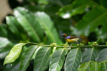 Sunbird in the wild, Colorful, Brown Throated Sunbird, Anthreptes malacensis