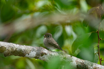 Sparrow