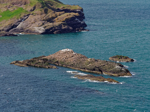 The Craiglethy Rock Outcrop in Trelung Bay covered with Nesting and Flying Seabirds on the Fowlsheaugh Nature Reserve the East Coast of Scotland.