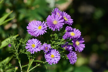 Fototapeta premium Blüten der Herbstaster
